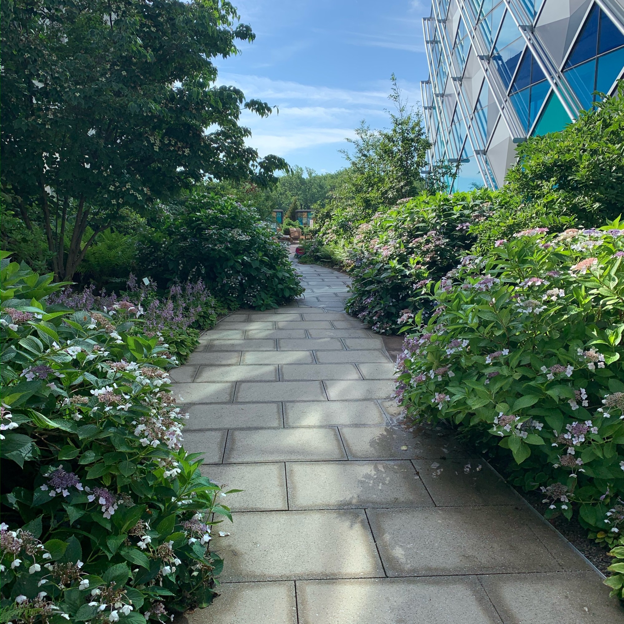 stone pathway with shrubs, flowers, trees on both sides. The sky is blue and there is a building visible on the right